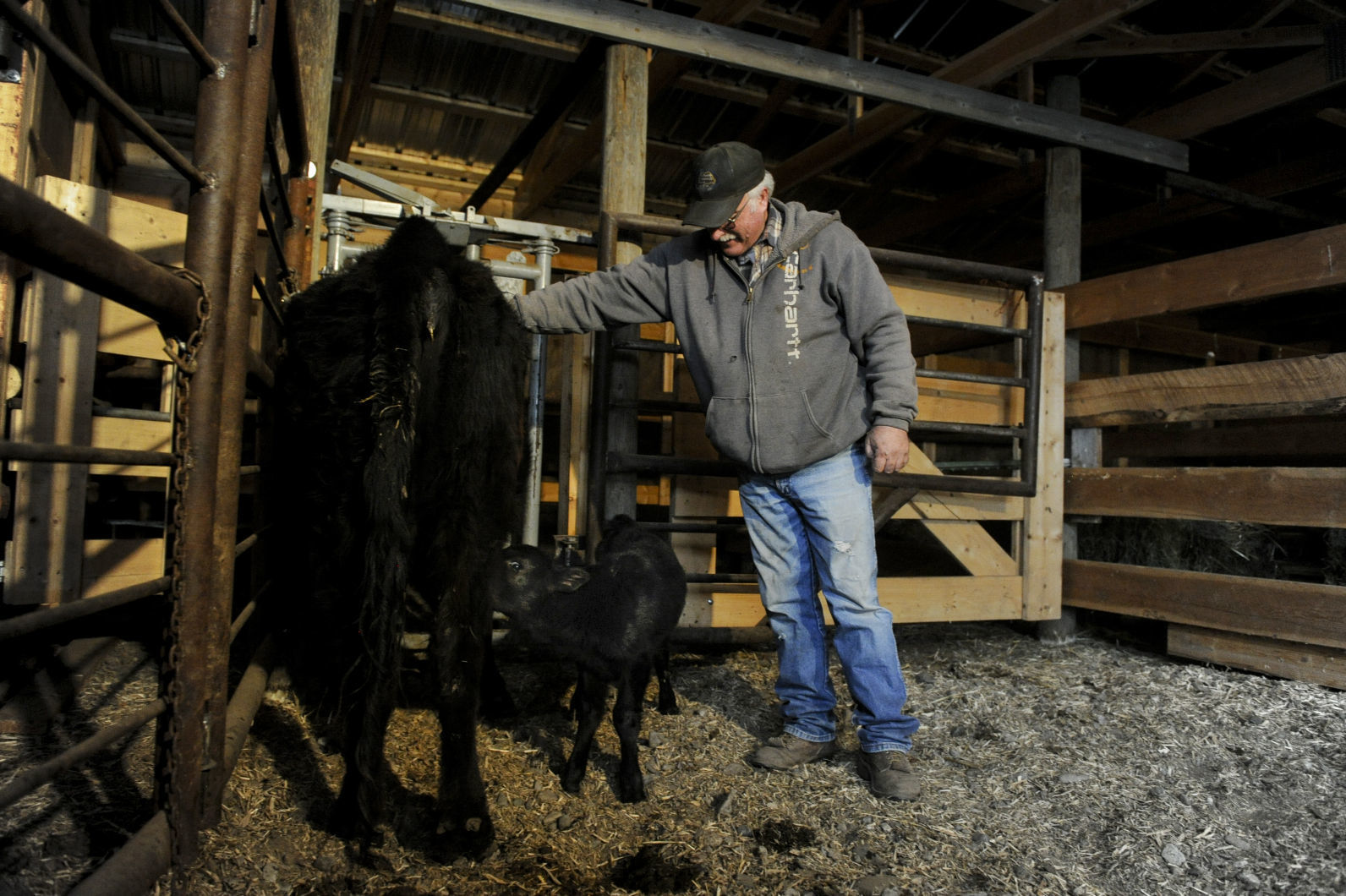 Tom Carey Jr. holds a cow in a headgate to keep